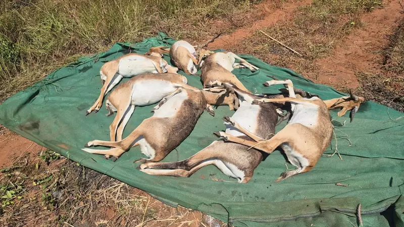 28 Black Bucks Die in 3 Days at Belagavi Zoo, Probe Ordered