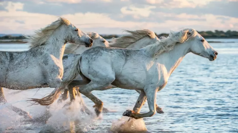 6 Unique Horse Breeds From Around The Globe Revealed