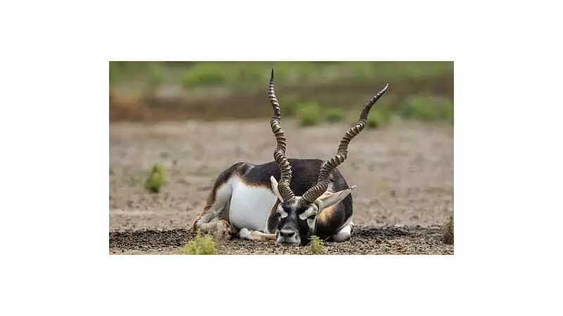 7 Remaining Blackbucks Suspected Infected in Karnataka Outbreak