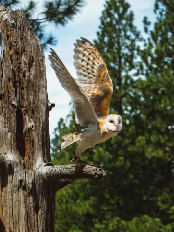 7 Remarkable Owls That Will Change How You See Nature in 2025