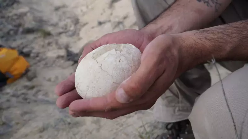 70-Million-Year-Old Dinosaur Egg Discovered in Patagonia: Scientists Stunned by Pristine Condition