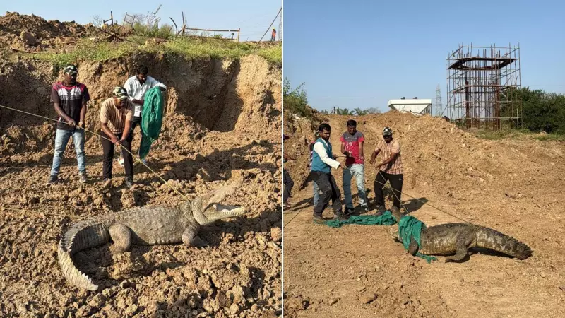 9.5-Foot Crocodile Rescued from Bullet Train Site Near Vadodara