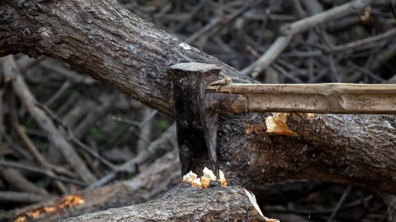 A Fallen Tree's Echo: Deforestation and Lost Melodies