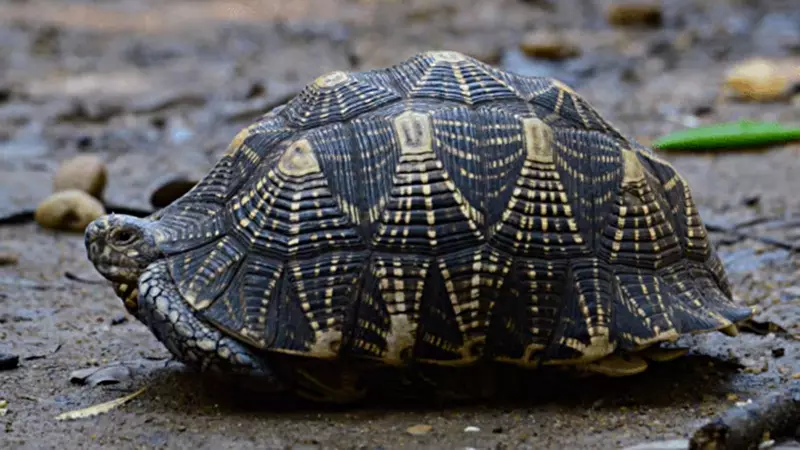 Ahmedabad Police Busts Star Tortoise Racket, 4 Arrested via Instagram