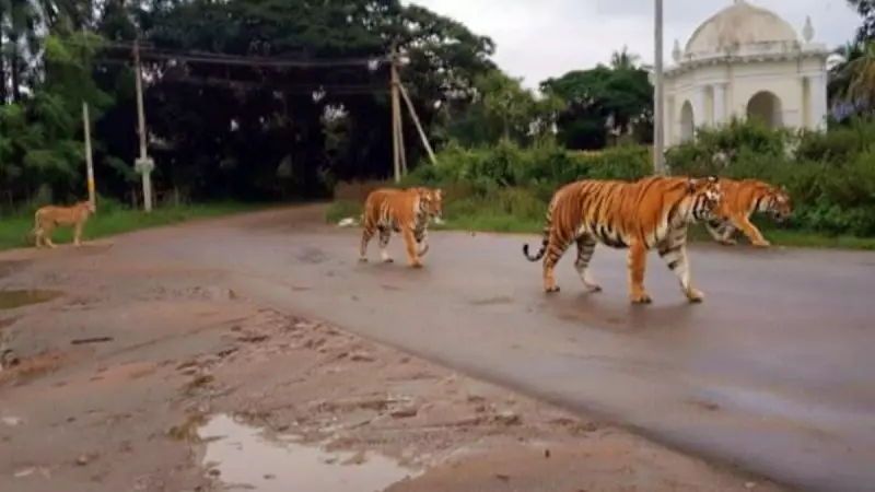 AI-Generated Big Cats Spark Panic in Karnataka: African Leopards & Tigers 'Spotted' in Srirangapatna