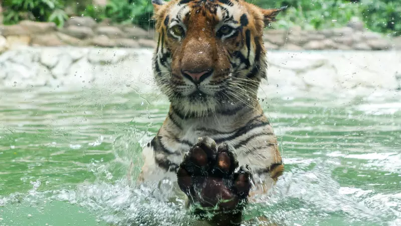 AI-Generated Tiger Photo in Junnar Sparks Panic, Forest Dept Warns of Action