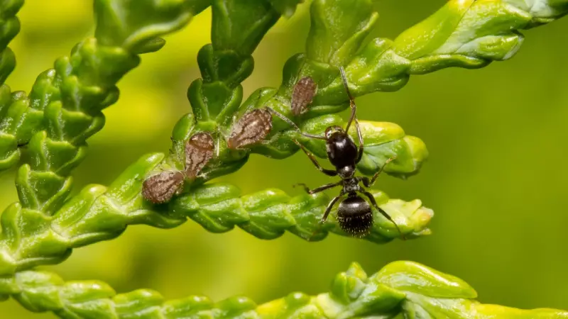 Ant Queen's Chemical Coup: How an Invader Forces Workers to Kill Their Mother
