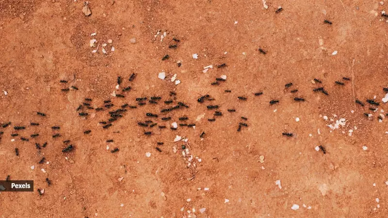 Ants Speak Through Scent: The Secret Language of Smells Revealed