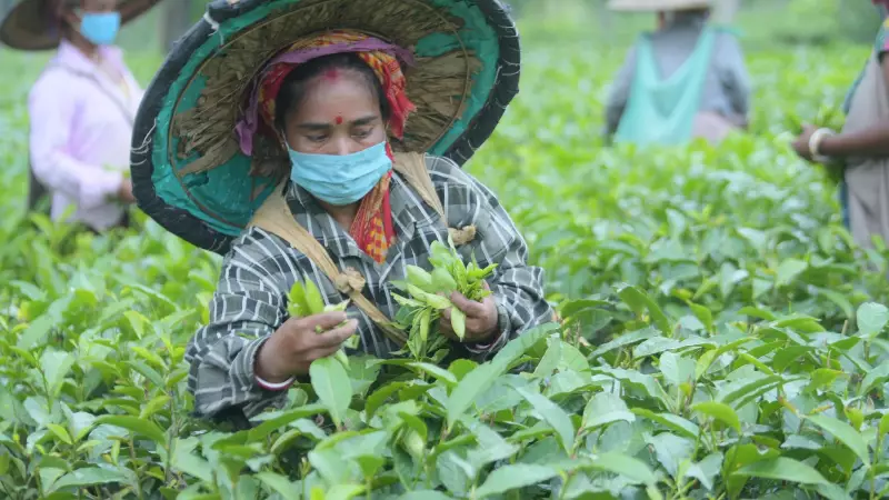 Assam Grants Land Rights to 3.33 Lakh Tea Garden Workers in Historic Move