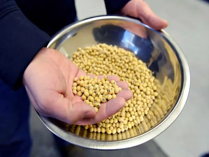 Bangladesh Inks Massive $1 Billion Soybean Deal with US, Boosting Trade Ties