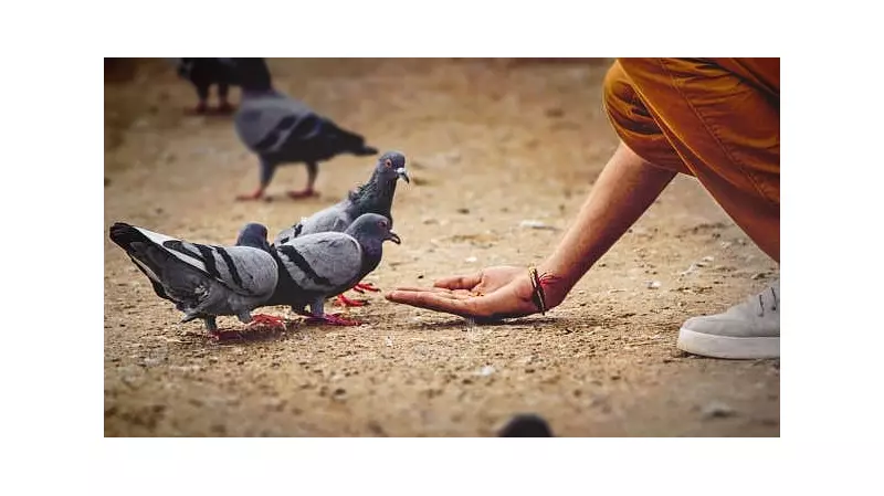Bengaluru MLA Calls for Pigeon Feeding Ban in Public Parks | Health Hazard Alert