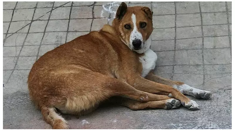 Bengaluru's Alarming Trend: Fireworks & Stray Dogs Linked to Rising Pet Disappearances