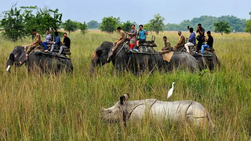 Bengaluru's Nature Festival Explores Human-Wildlife Coexistence