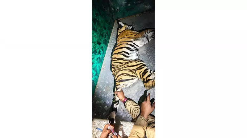 Brave Rescue in Bandipur: Female Tiger Cub Saved from Village Well