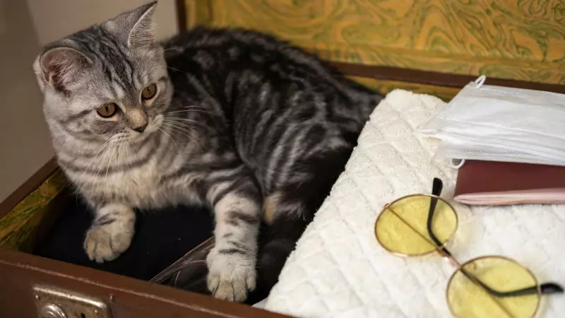 Cats Bonded With Humans 4,000 Years Ago, Not 10,000: Study