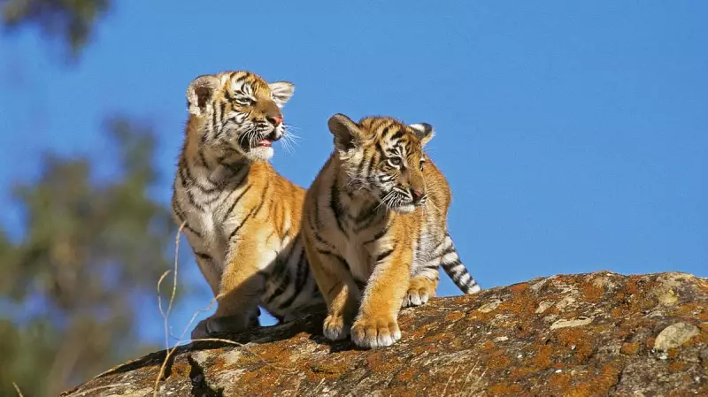 Defying NTCA Directives: Bandipur Forest Officials Risk Careers to Save Starving Tiger Cubs