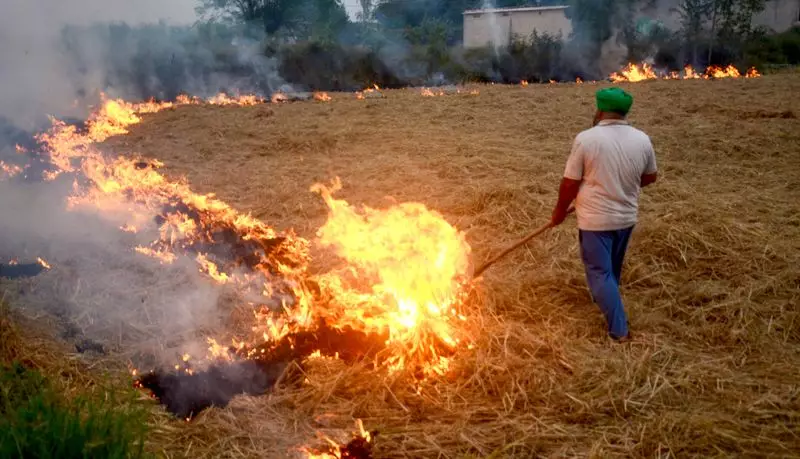 Diwali Smoke & Stubble: Punjab's Farm Fire Crisis Continues Despite Celebrations