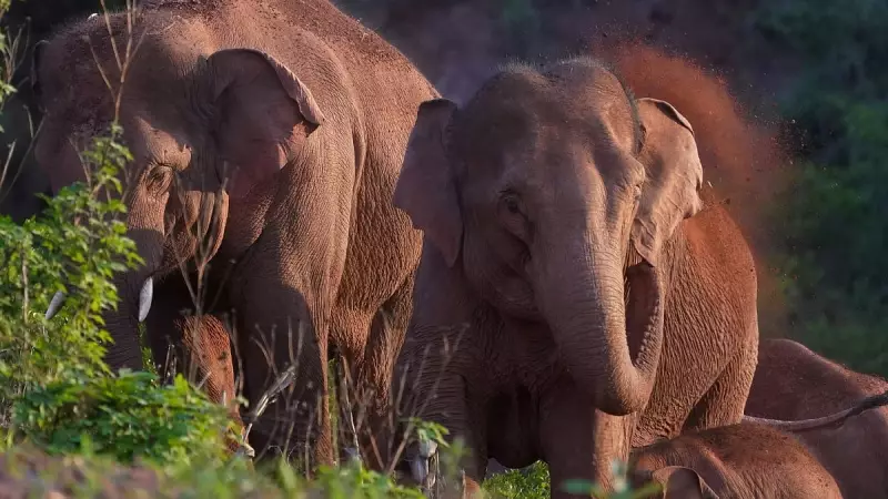 DNA Report Reveals Alarming Drop in Elephant Numbers Amid Habitat Loss
