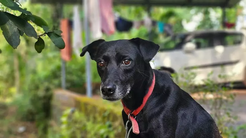 Dog Leads Police to Missing 2-Year-Old in Karnataka Forest