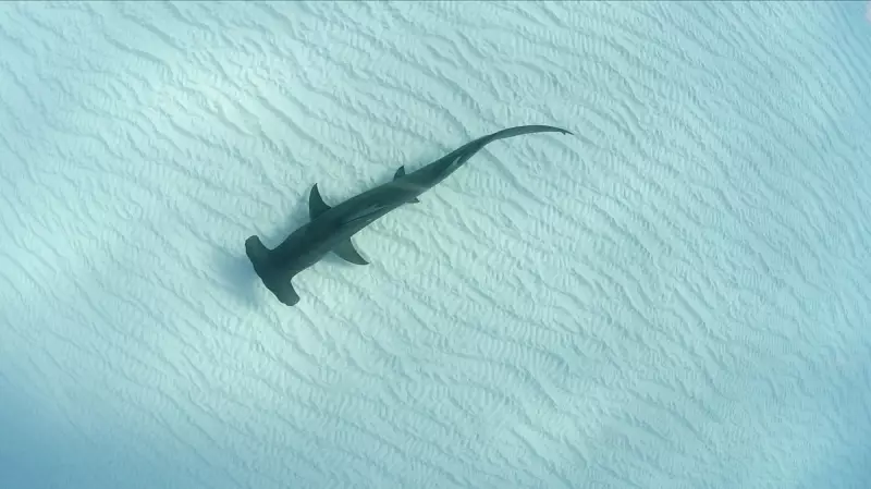 Endangered Hammerhead Sharks Found in Hong Kong Markets: Alarming Study Reveals