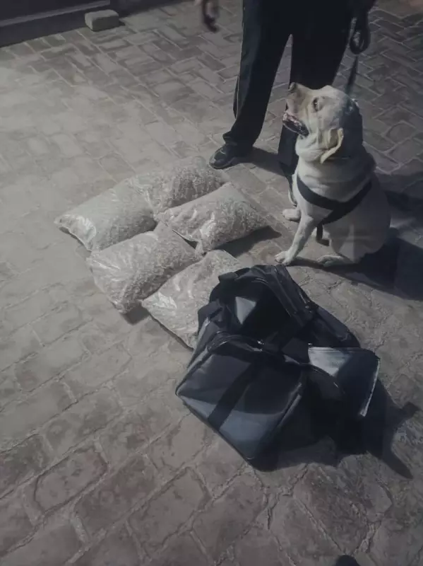 Fatehabad's Four-Legged Heroes Sniff Out Major Arms Cache in Daring Police Raid