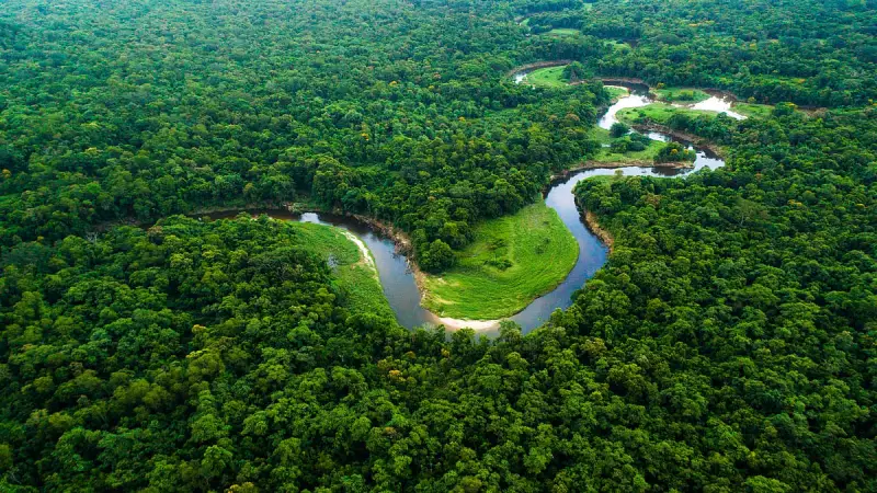 Forests Are Failing as Climate Shields: New Study Reveals Alarming Carbon Absorption Decline