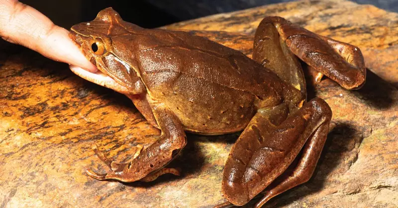 Frog Defence Secrets Revealed: Indian Study Discovers Two Distinct Survival Strategies