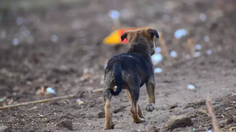 From Stray to Stay: Heartwarming Tale of Jimmy the Dog's Journey to a Forever Home