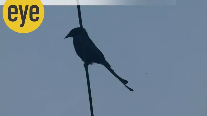 Goa's Avian Paradise: A Sanctuary for Birds and Nature Lovers