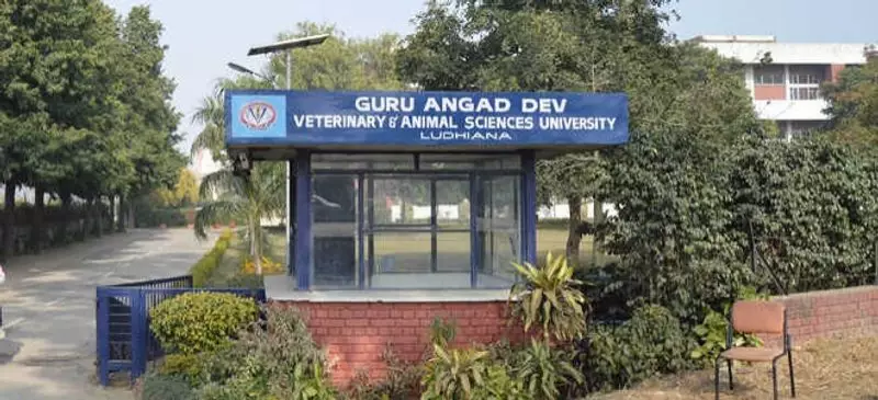 Guru Angad Dev Veterinary University Breakthrough: Protein Powder Made From Pangasius Catfish