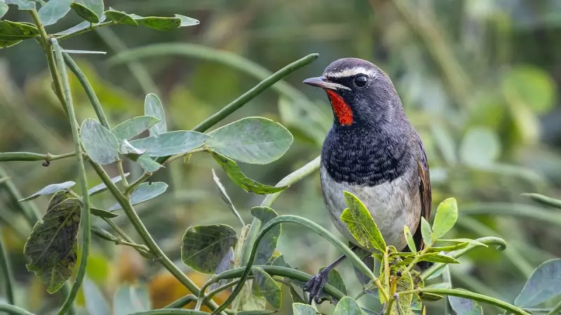Himalayan Rubythroat's Rare Bengaluru Sighting Sparks Excitement