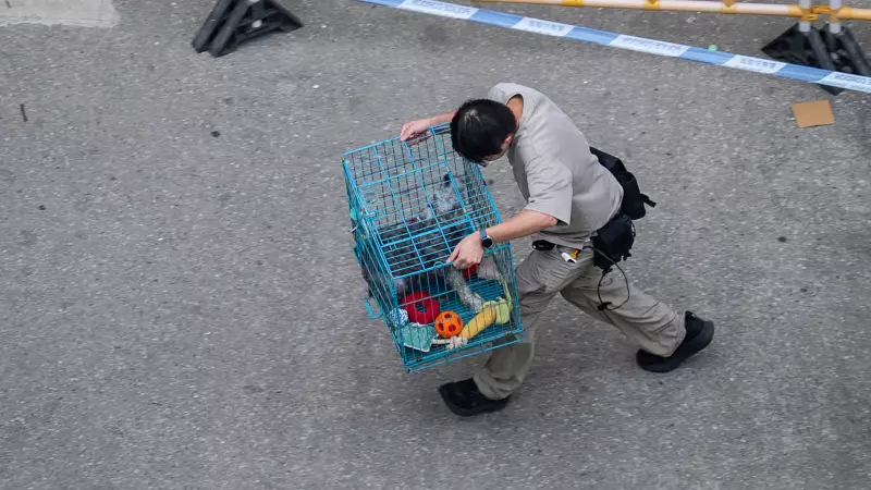 Hong Kong Fire Tragedy: Volunteers Brave Wreckage to Rescue Lost Pets