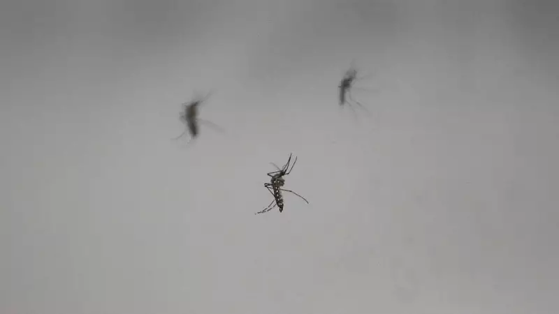 Iceland's Mosquito Mystery: Nature's Climate Change Warning We Can't Ignore