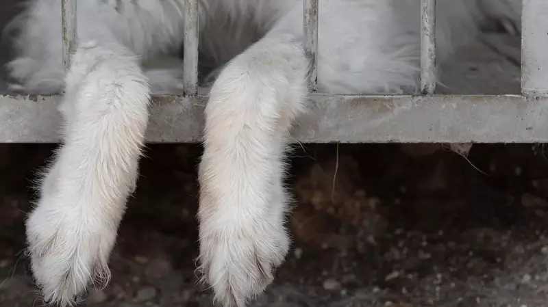 India's Animal Rights Movement Gains Momentum: Activists Demand End to Cruelty