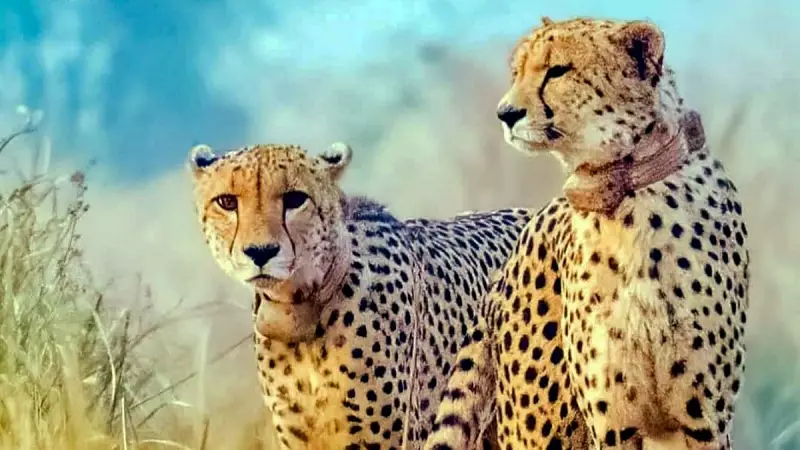 India's Cheetah Revival: Third Batch of African Cheetahs Arriving by December 2024