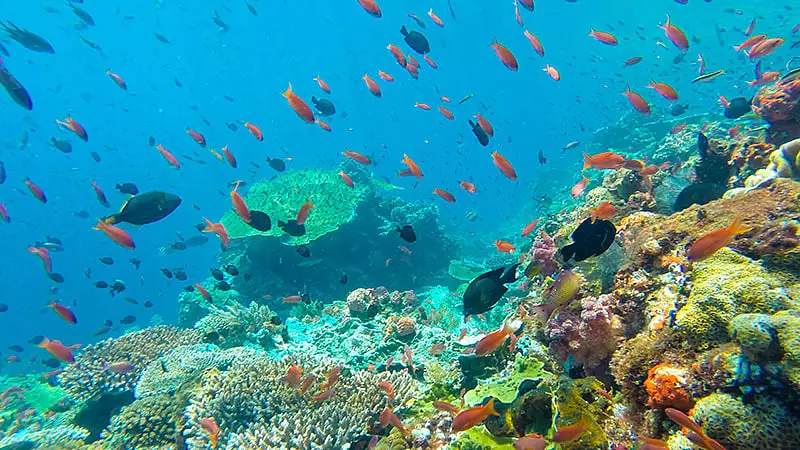 India's First Coral Reef Research Centre to be Established in Andaman
