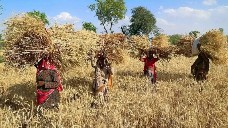 India's Rabi Sowing Area Set to Surpass Last Year's Figures