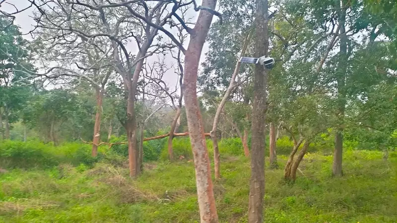 Karnataka Installs 110 CCTVs on NH Through Bandipur Tiger Reserve
