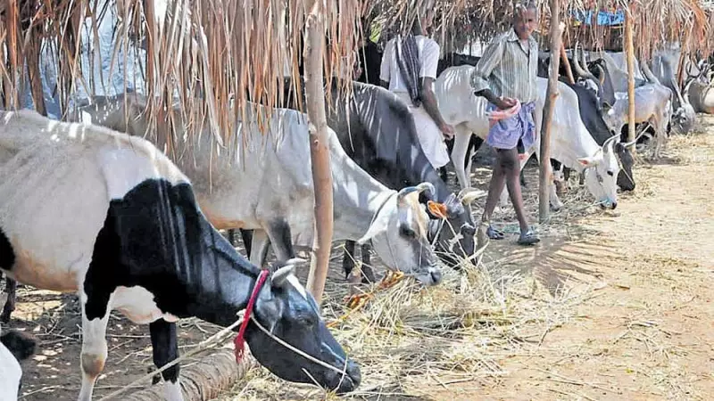 Karnataka Mandates Gau Puja in Muzrai Temples on November 16: A Tribute to Sacred Cattle