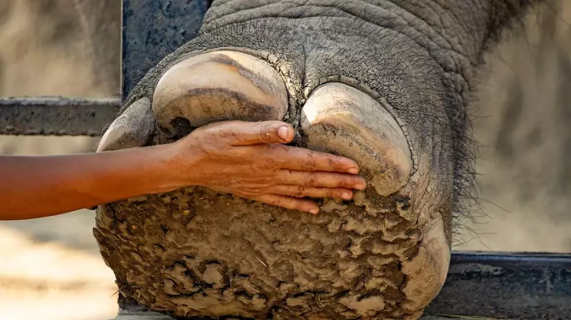 Karnataka's Wildlife Crisis: A Decade Without Forest Veterinarians Puts Animals at Risk