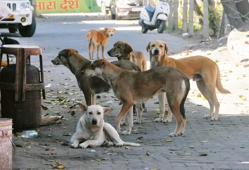 Khandwa Hospital Scandal: Dogs on Patient Beds Lead to Employee Sacking