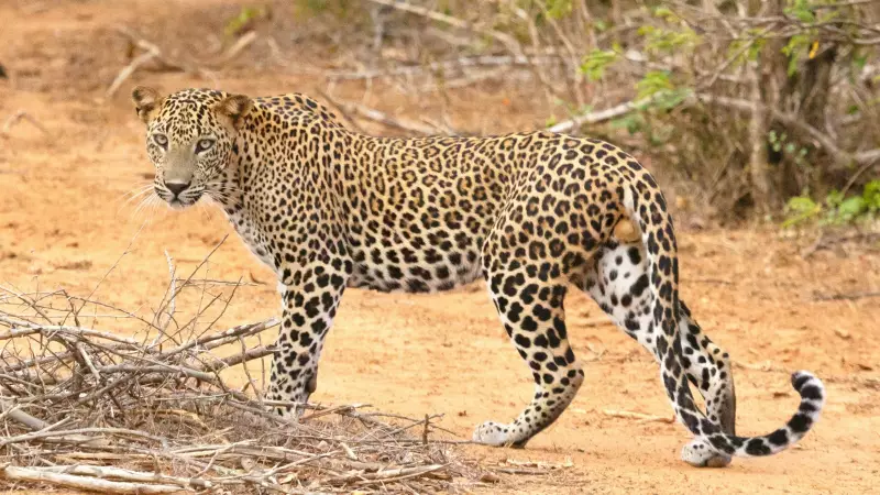 Leopard Sighting in Pune's Bavdhan Triggers Forest Dept Search Operation