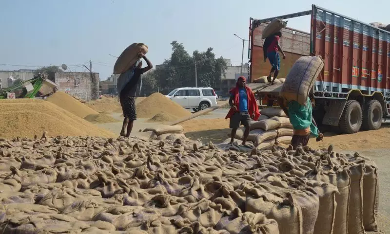 Ludhiana Leads Punjab in Paddy Procurement: Records 9.5 Lakh Metric Tonnes