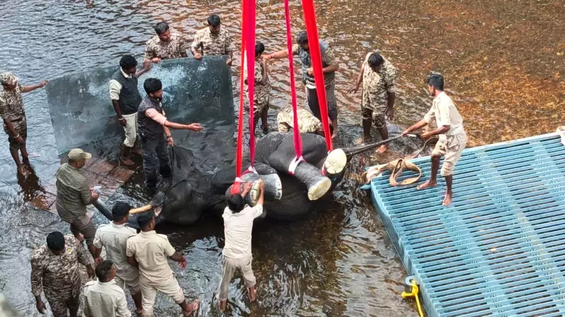 Massive Rescue: 100+ Personnel Save Elephant Trapped in Karnataka Canal