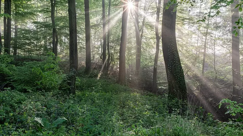 Mohali Mystery Solved: Missing Man's Body Found in Forest After 3 Weeks, One Arrested