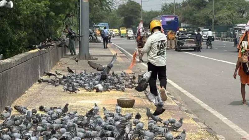 Mumbai Gets Designated Pigeon Feeding Zones: BMC's Solution After Public Feeding Ban