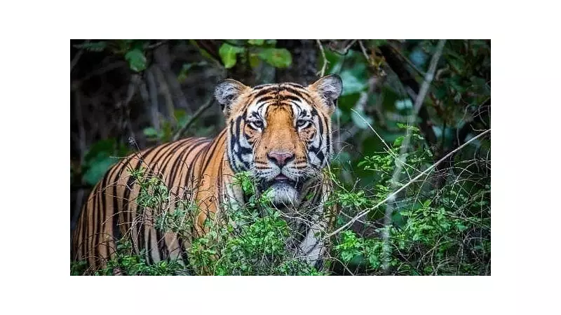 Mumbai's Byculla Zoo Tiger Shakti Dies of Pneumonia at Age 9