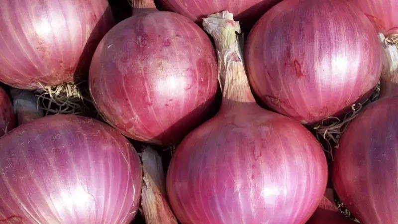 Onion Prices Slashed to ₹15/kg! Full List of States Getting Relief