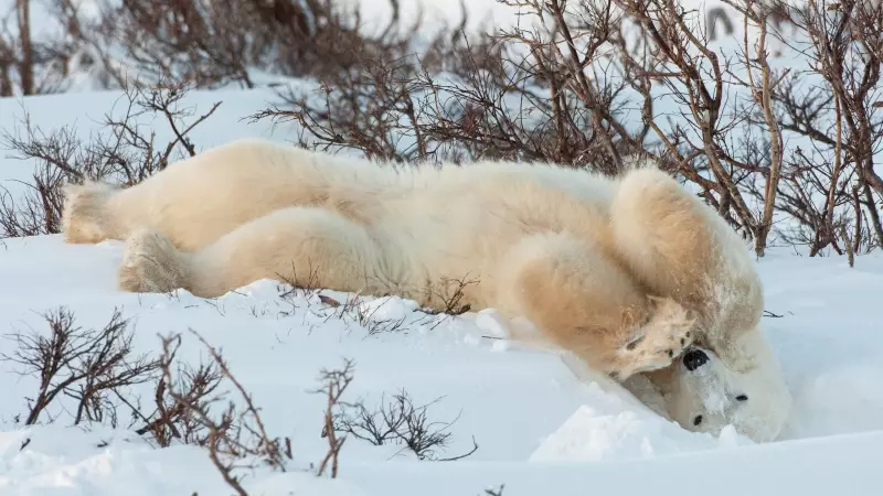 Polar Bears: The Arctic's Unwitting Food Distributors