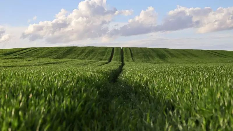 Punjab & Haryana HC Directs State: Decide Fate of Mohali Land Wrongly Tagged as Forest